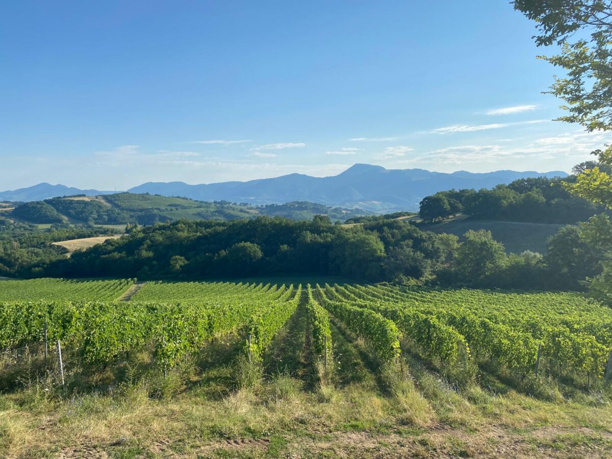 vigneti di matelica scaled